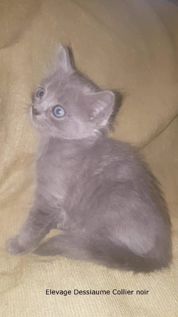 Chatons Nébelung À Réserver 87400