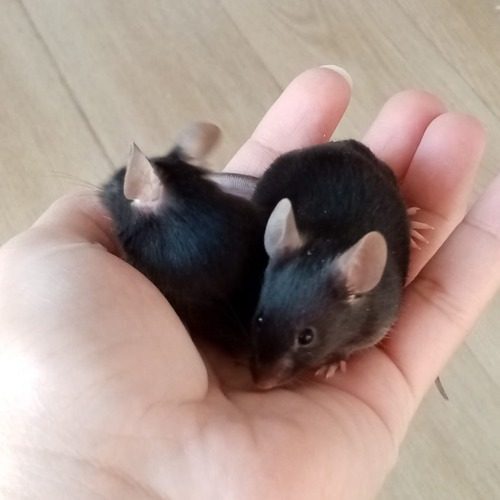 petites souris mâles amicales de deux mois #0