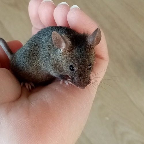 petites souris mâles amicales de deux mois #2