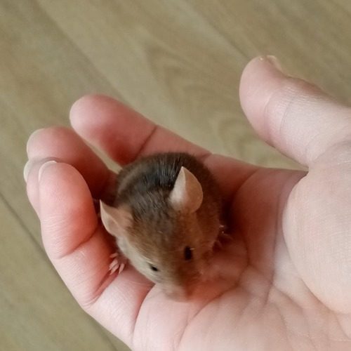 petites souris mâles amicales de deux mois #3