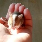 petites souris mâles amicales de deux mois #4