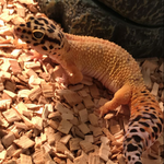 gecko léopard femelle #0