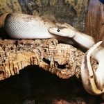 pythons royaux #0