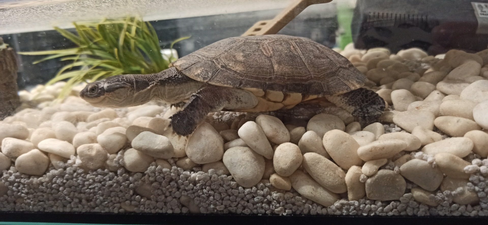 La fiche sur la tortue aquatique : Pelomedusa subrufa 