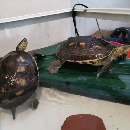 vends tortues  ocadia sinensis + aquarium équipé #0