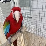 perroquet ara chloroptère #2