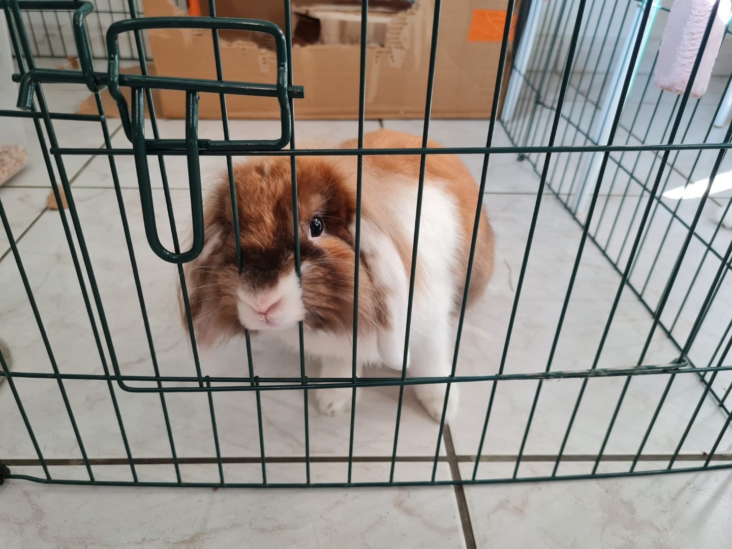 Lapin Bélier Nain - Couleur Blanc/Roux - 67620 - unCompagnon.fr