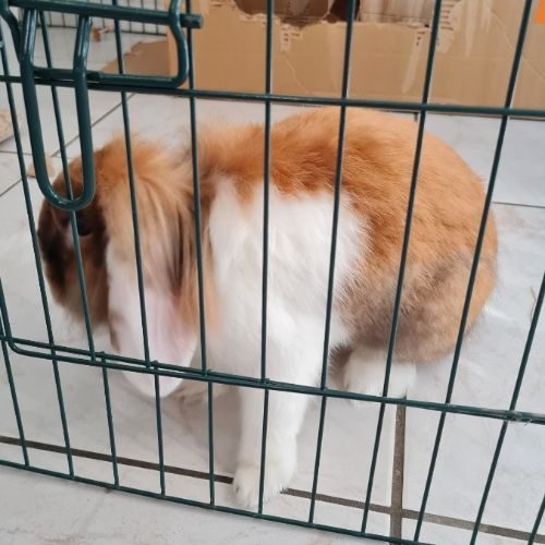 Lapin Bélier Nain - Couleur Blanc/Roux - 67620 - unCompagnon.fr