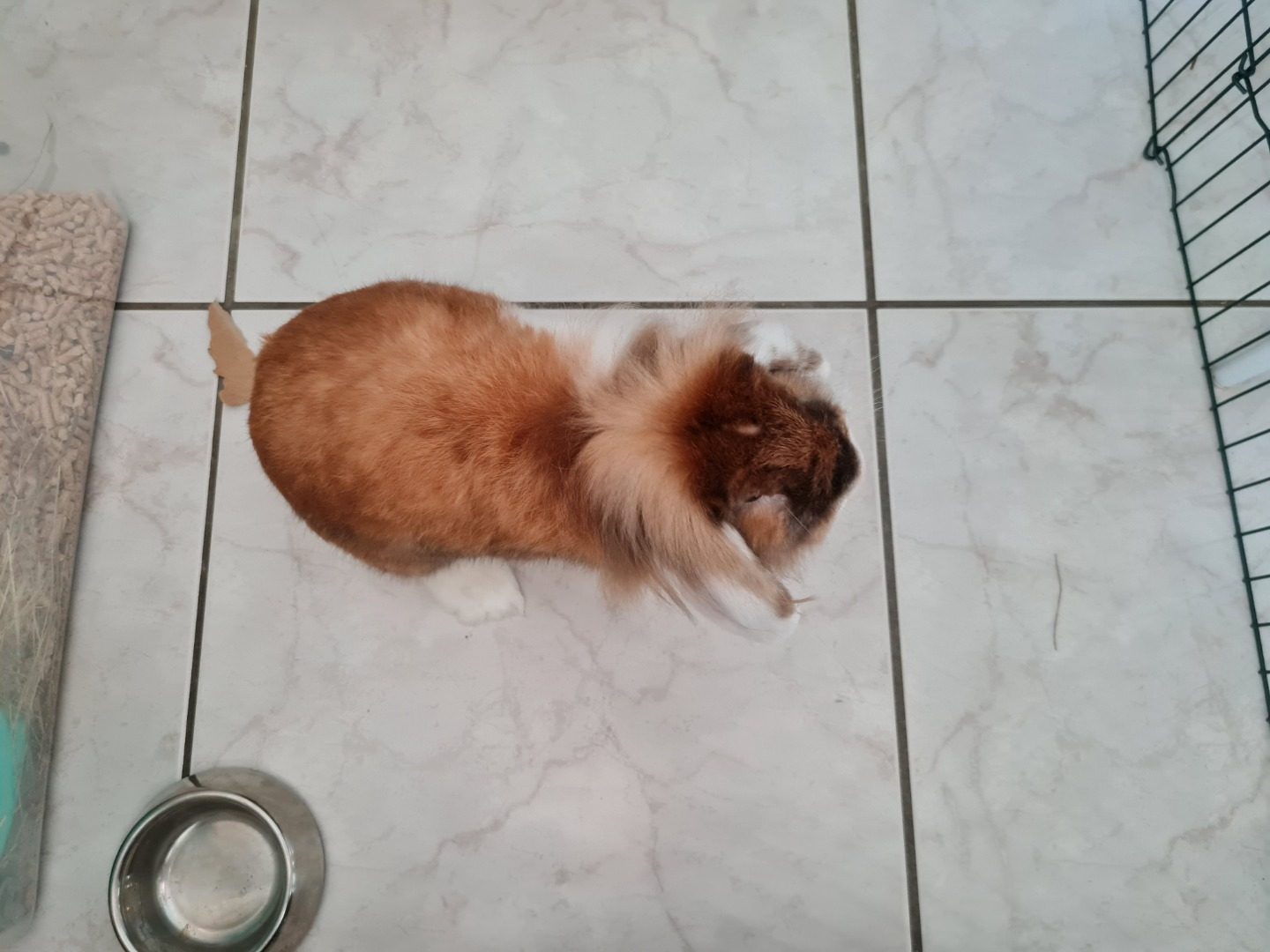 Annonce Lapin Bélier Nain - Couleur Blanc/roux