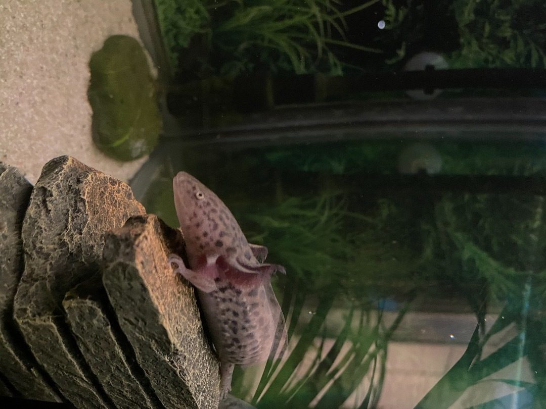 bébé axolotl sauvage #1