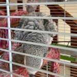 perroquet gris du gabon #0