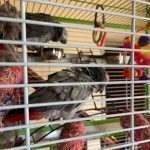 perroquet gris du gabon #2