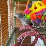 perroquet gris du gabon #4