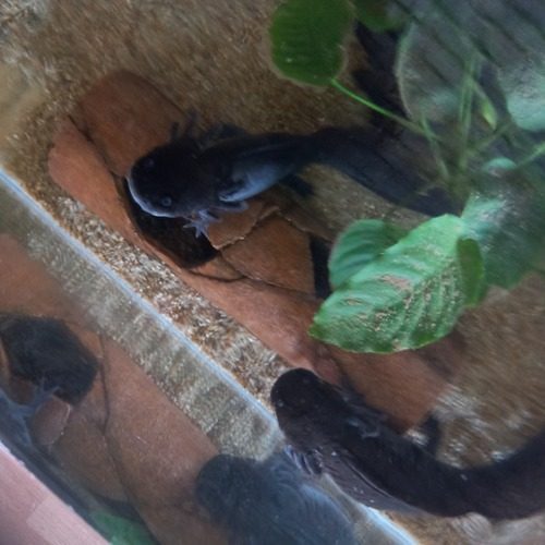 deux axolotls et leur aquarium #3