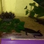 deux axolotls et leur aquarium #0