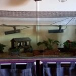 deux axolotls et leur aquarium #2