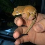 juvéniles geckos a crête entre 3mois et 5mois #0