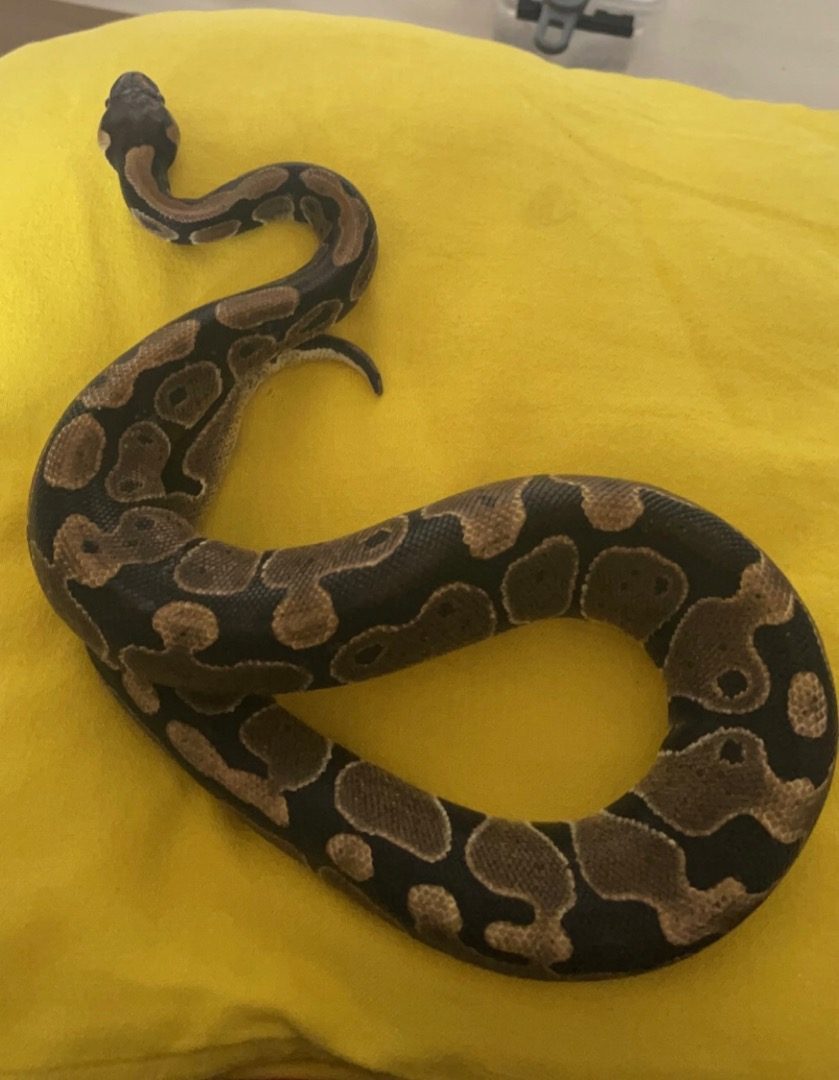 python regius femelle #2