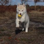 chiots husky sibérien #2