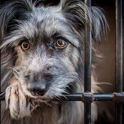 Acheter un chiot ou adopter un chien : comment faire le bon choix ?