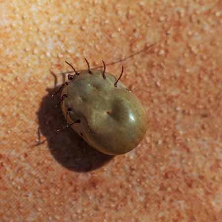 Alerte Tiques 2026 : Pourquoi cette saison est la plus dangereuse de la décennie