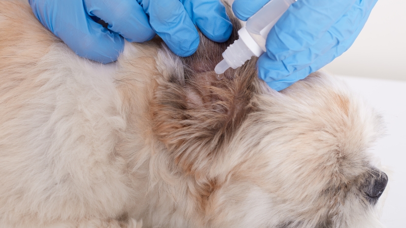 Anti-Puce pour Chien : Le Guide Complet pour Protéger votre Compagnon (2025)