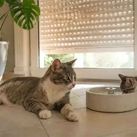 Chat et canicule : aider son chat ou son chaton à rester au frais