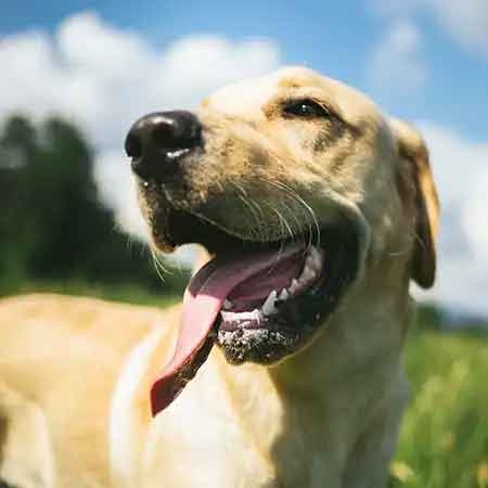 Chien et canicule : aider son chien ou son chiot à supporter la chaleur