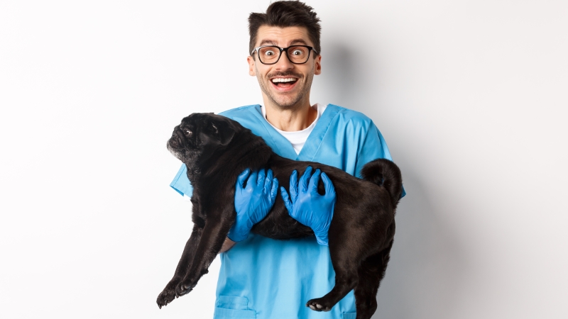 Chien Stérilisé : Quelle Alimentation Choisir ? Le Guide Complet