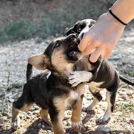 Choisir son chiot : guide complet pour une adoption réussie