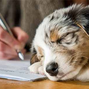 Démarches d’un éleveur de chiens LOF : de la saillie à la cession