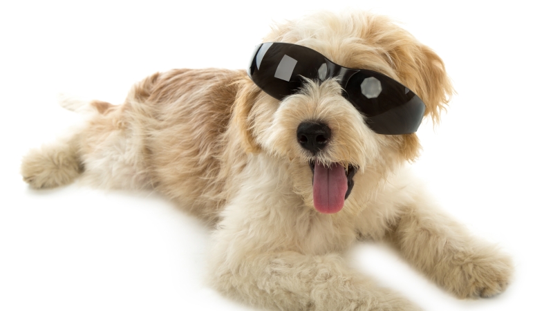 Jusqu'à -50% : Notre Top Sélection de Promos Animalerie chez Greenweez