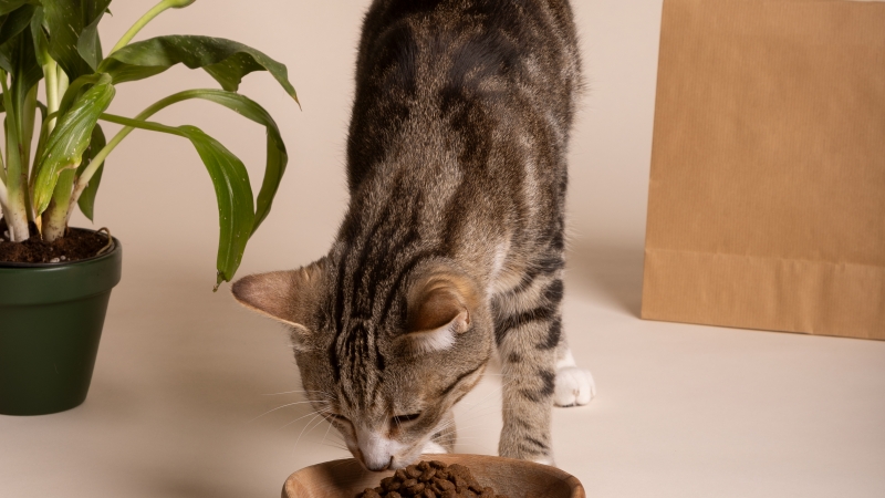 Quelle Croquette pour Chat ? Notre Top 10 (2025)