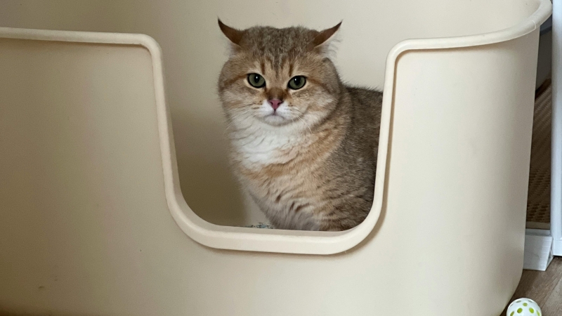 Quelle Litière pour mon Chat ? Notre Top 10 (2025)