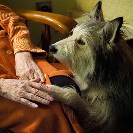 Qui s’occupera de mon animal si je meurs ? Le plan à préparer maintenant