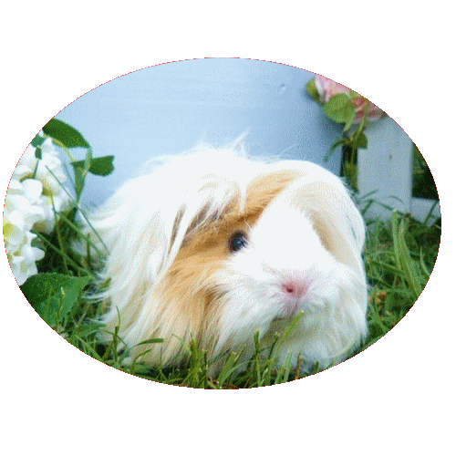 Greemy Garden Cochon D'inde