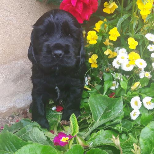 Les cockers du Domaine de Blegny