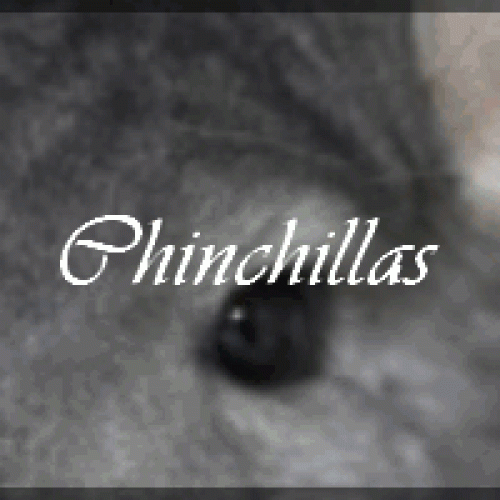 Elevage familial Les chichounes