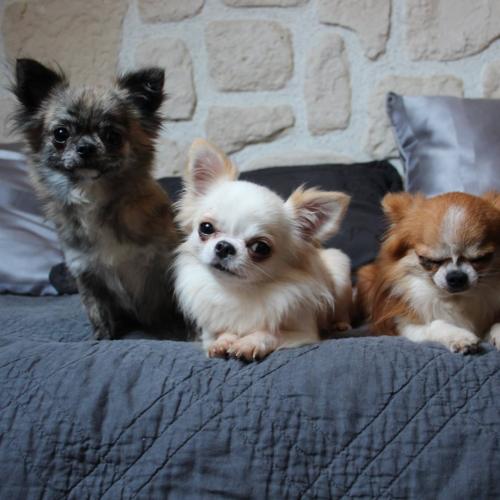 Chihuahua du sacre coeur