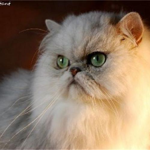 Chatterie des Perles de Perse