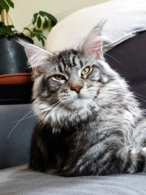 Chatterie du Serval - Elevage familial