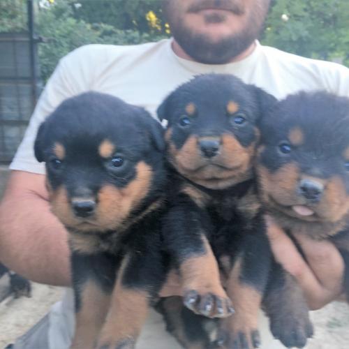 élevage de rottweiller lof