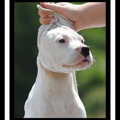 Elevage de Dogue Argentin