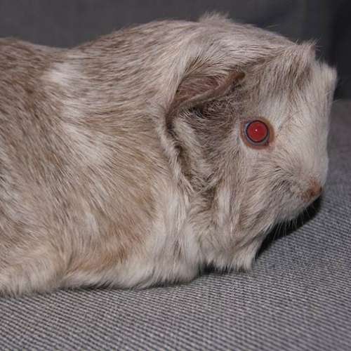 Cochon d'inde Péruvien et shelty