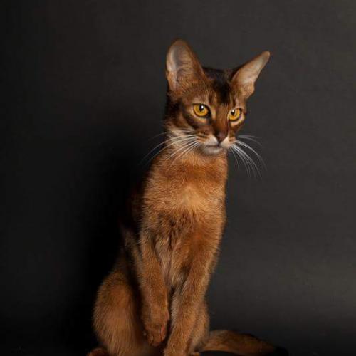 Chatterie des Minocs d'Armor