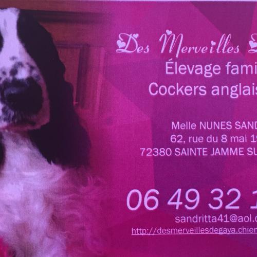 Cocker anglais élevage Des Merveilles De Gaya