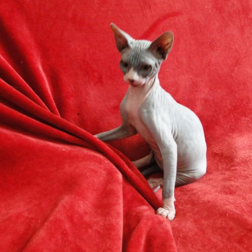 La chatterie de la vidatosca sur  longué jumelle