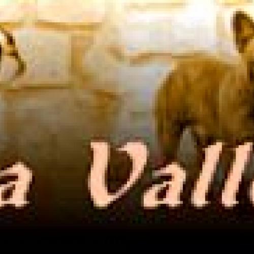 Bouledogue français de la Vallée de d'Artagnan