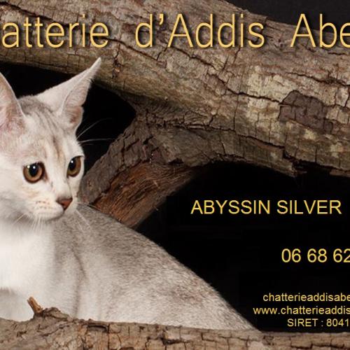 Chatterie D'Addis Abeba