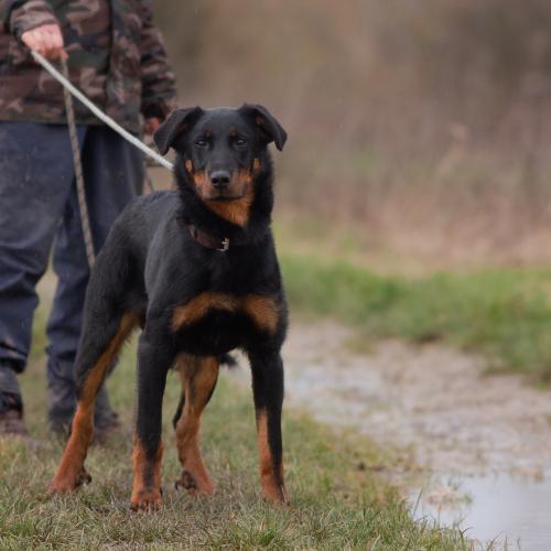 Elevage amateur de Berger de Beauce